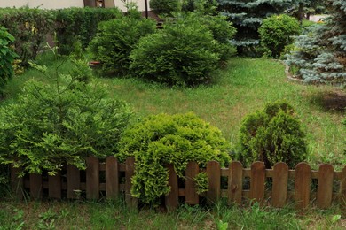 Different beautiful plants near wooden fence outdoors. Gardening and landscaping