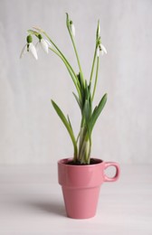 Photo of Beautiful snowdrops planted in pink cup on white wooden table