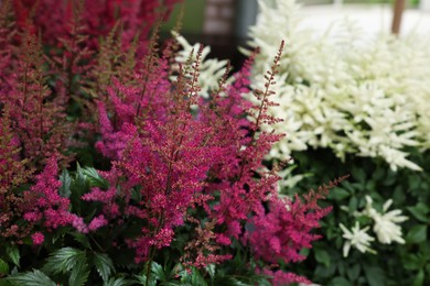Photo of Beautiful blossoming Astilbe plants with green leaves, closeup