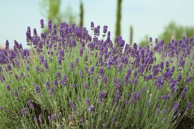 View of beautiful blooming lavender growing in field