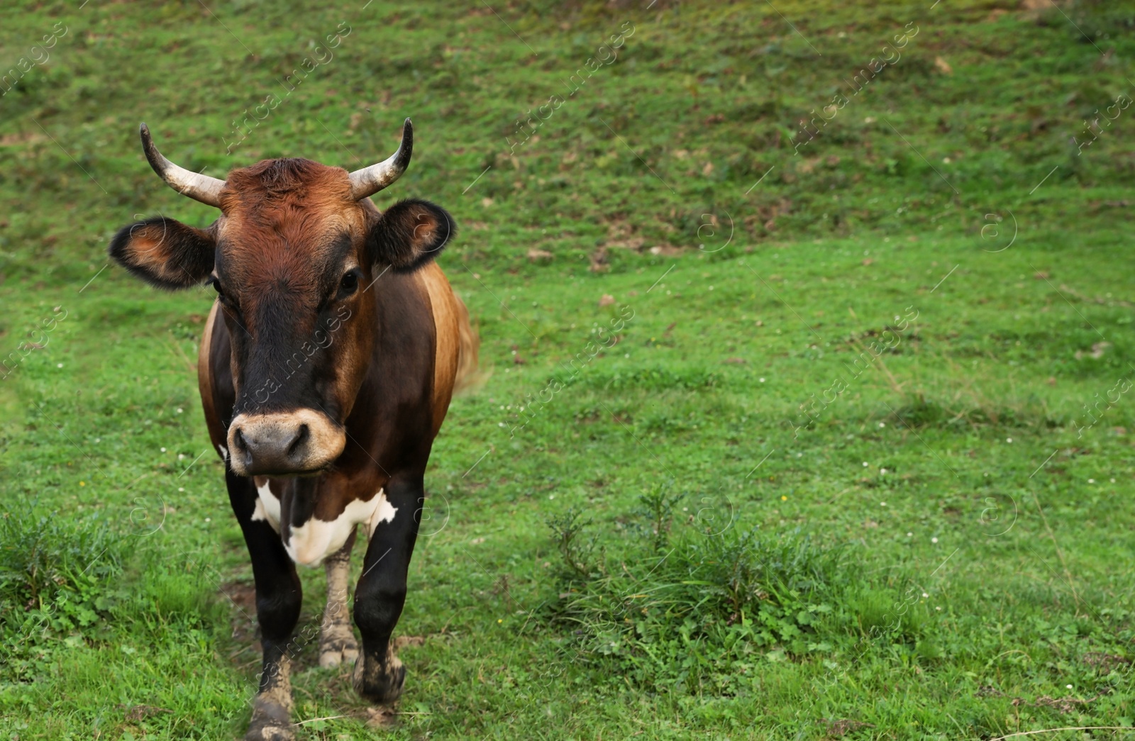 Photo of Brown cow grazing on green pasture in summer