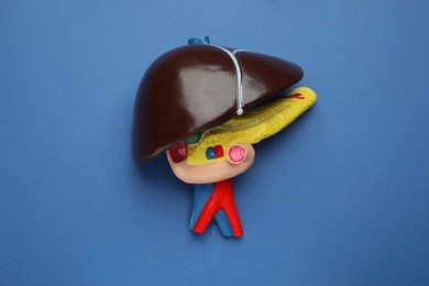 Photo of Model of liver on blue background, top view