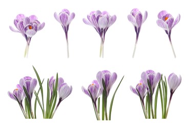 Image of Set with beautiful spring crocus flowers on white background 