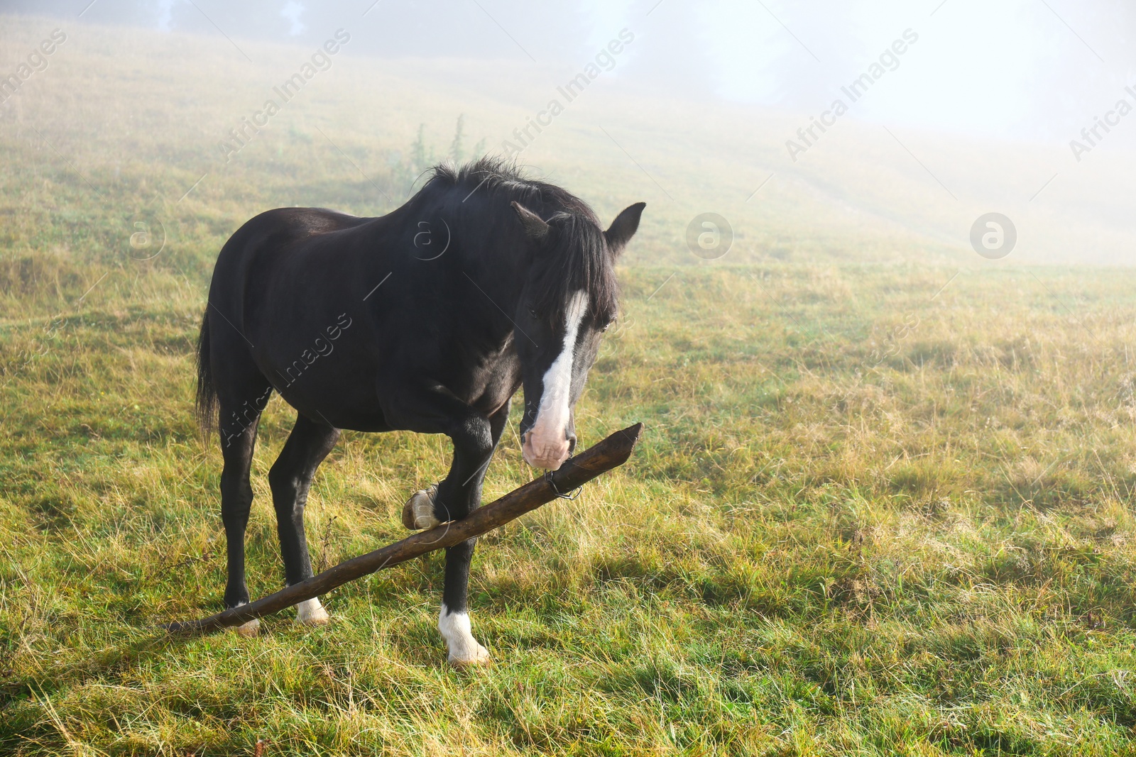 Photo of Beautiful view of horse on misty meadow