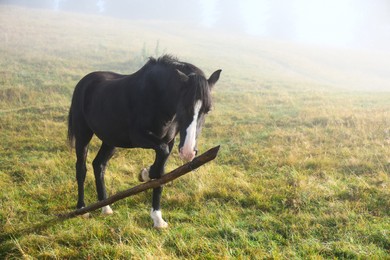 Beautiful view of horse on misty meadow