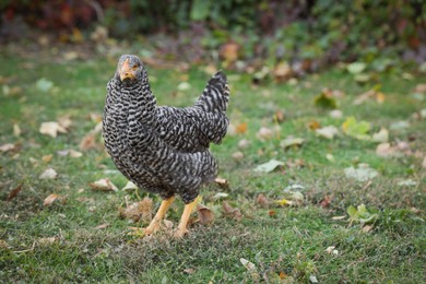 Photo of Beautiful chicken in yard on farm. Domestic animal