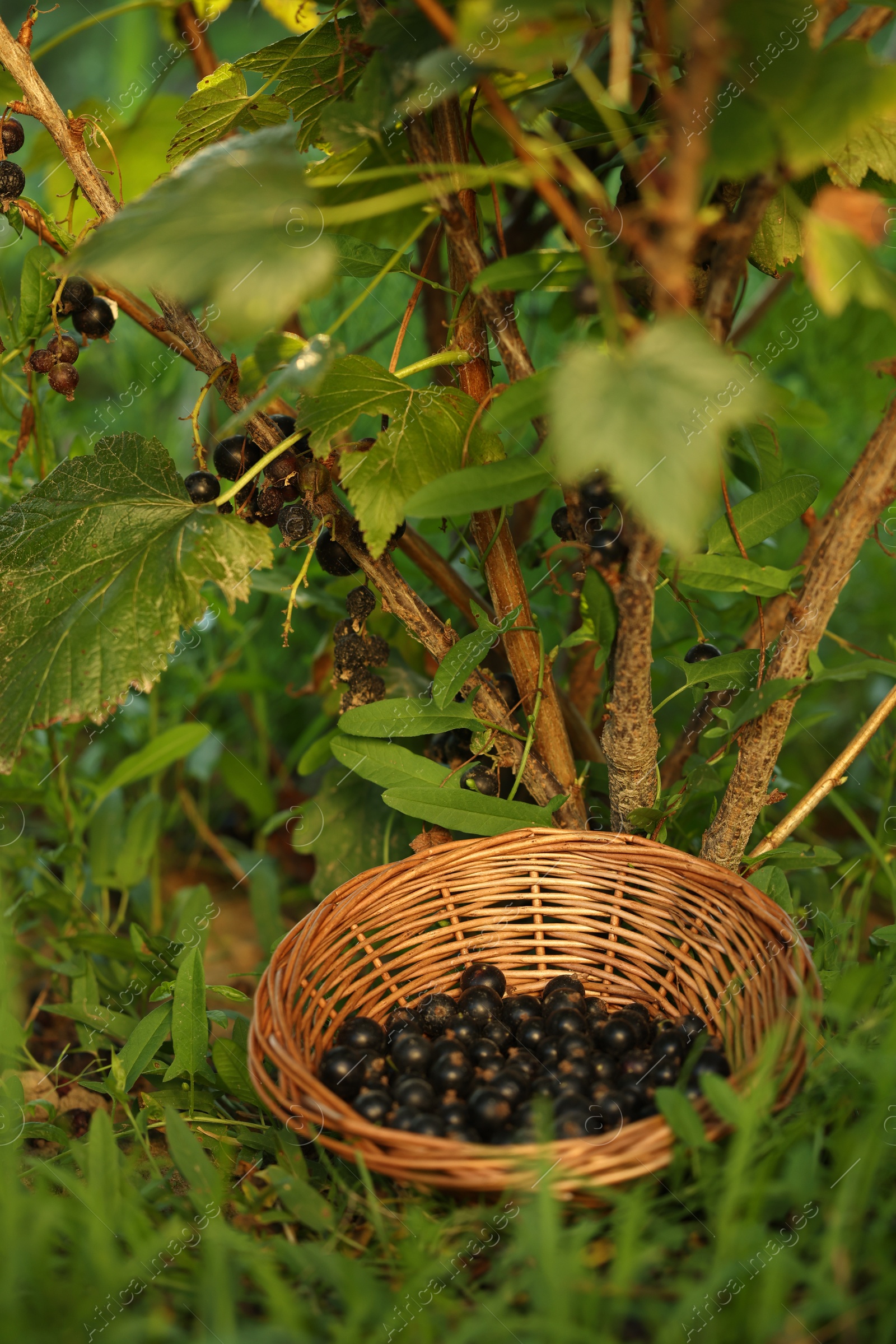 Photo of Wicker bowl with ripe blackcurrants on grass outdoors