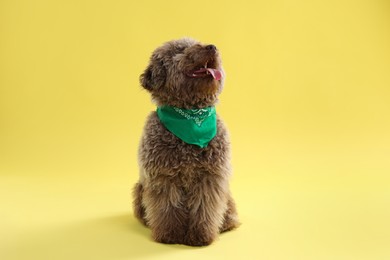 Photo of Cute Toy Poodle dog with green bandana on yellow background