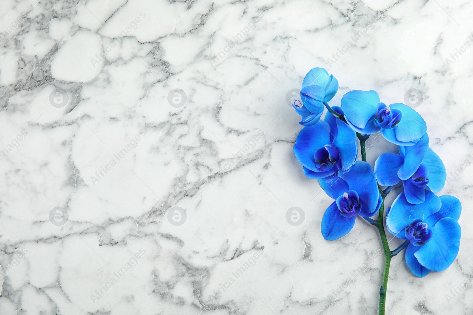 Photo of Branch with beautiful tropical orchid flowers on marble background, top view. Space for text