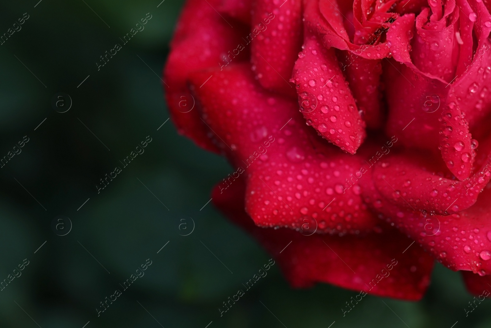 Photo of Closeup view of beautiful blooming rose against blurred background, space for text