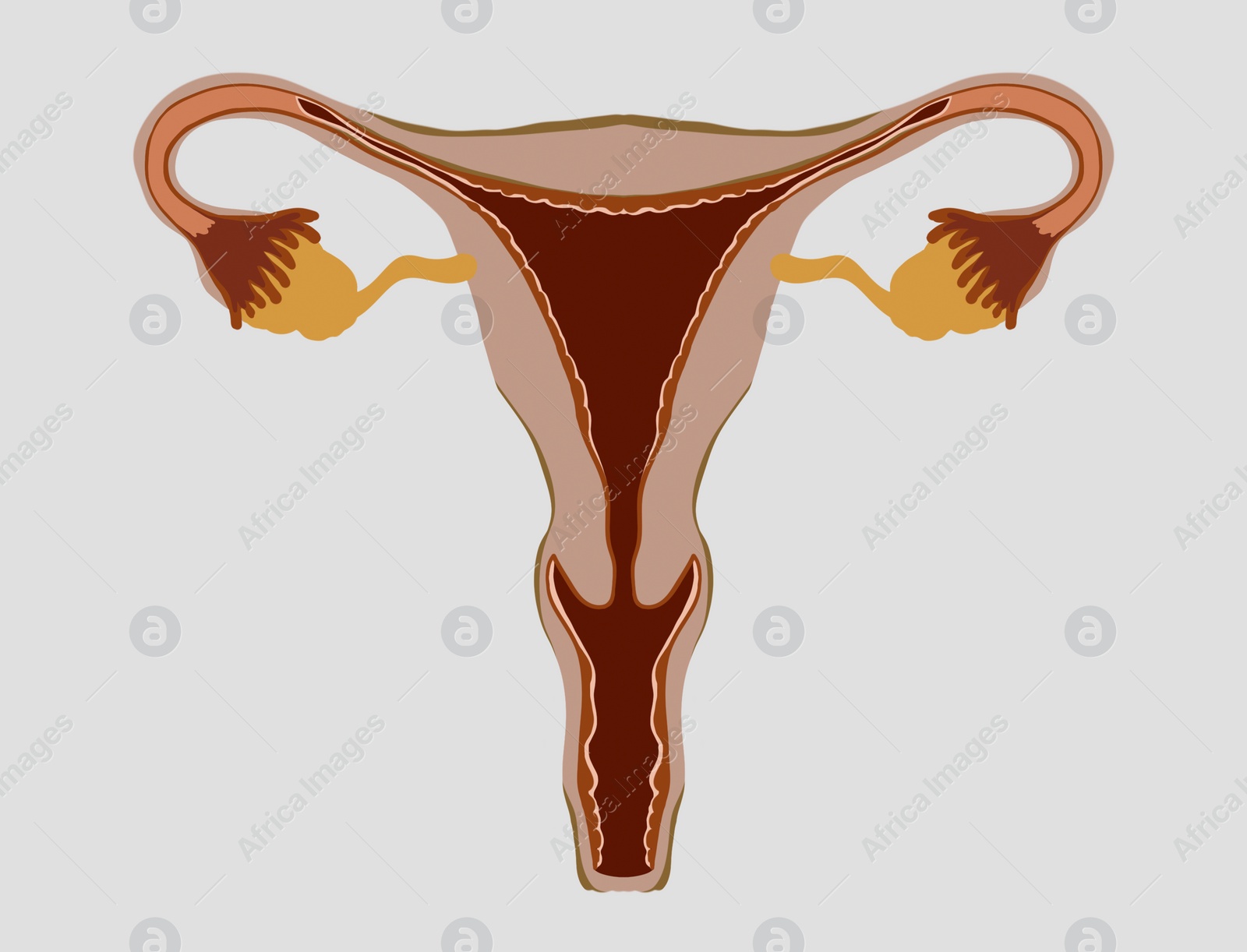 Image of Female reproductive system on light grey background, illustration