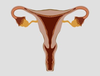Image of Female reproductive system on light grey background, illustration