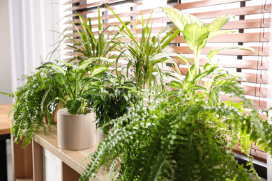 Beautiful plants on window sill at home