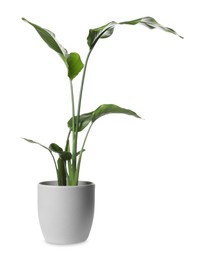Photo of Beautiful spathiphyllum in pot on white background. House decor