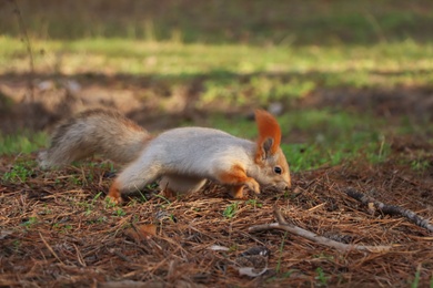 Photo of Cute red squirrel on ground in forest