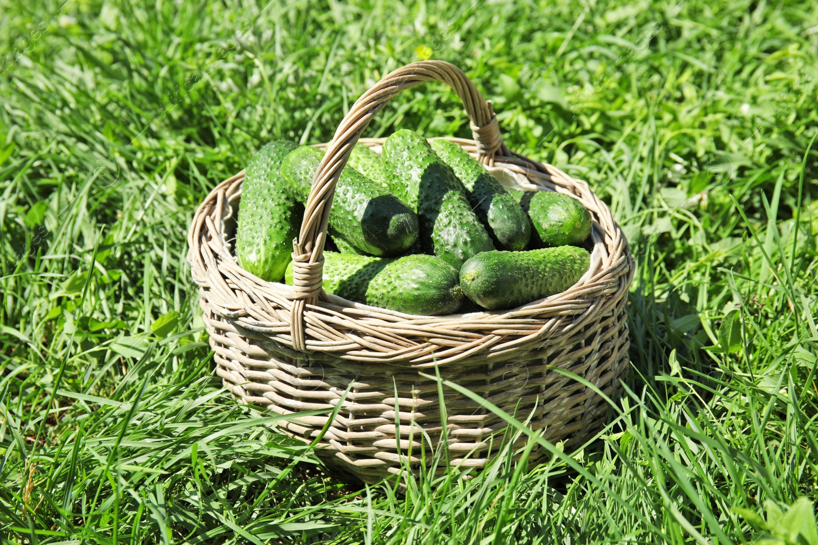 Photo of Wicker basket with ripe fresh cucumbers on green grass