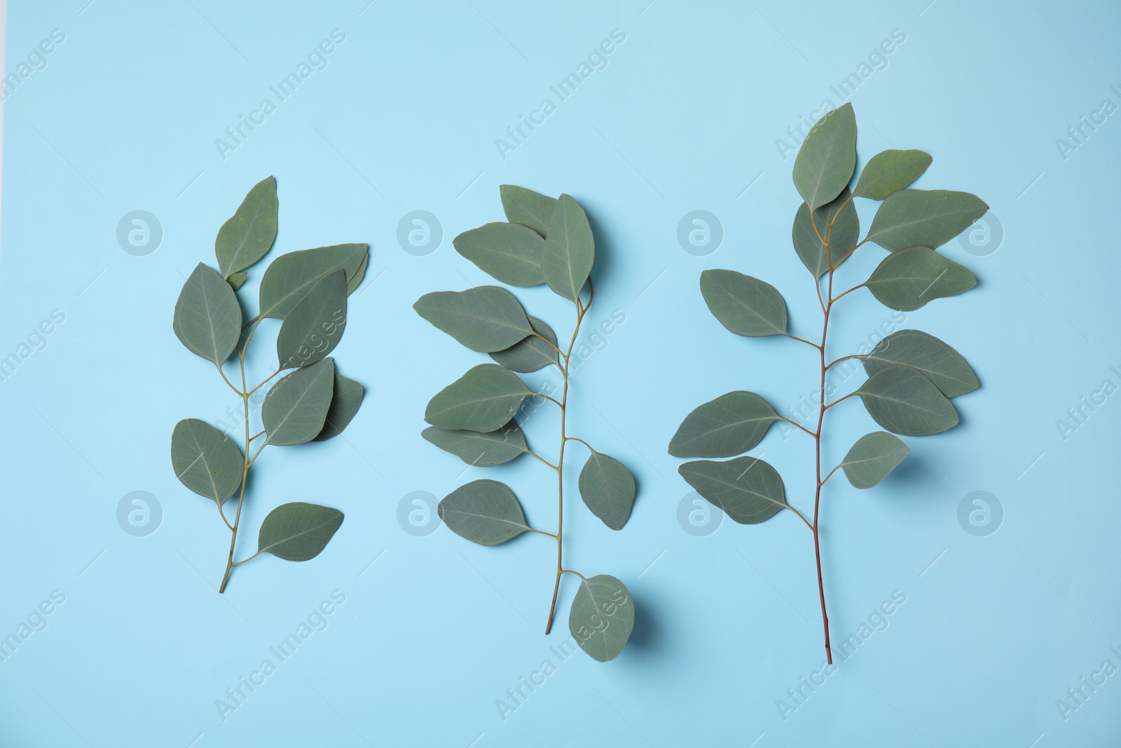 Photo of Eucalyptus branches with fresh leaves on color background, flat lay