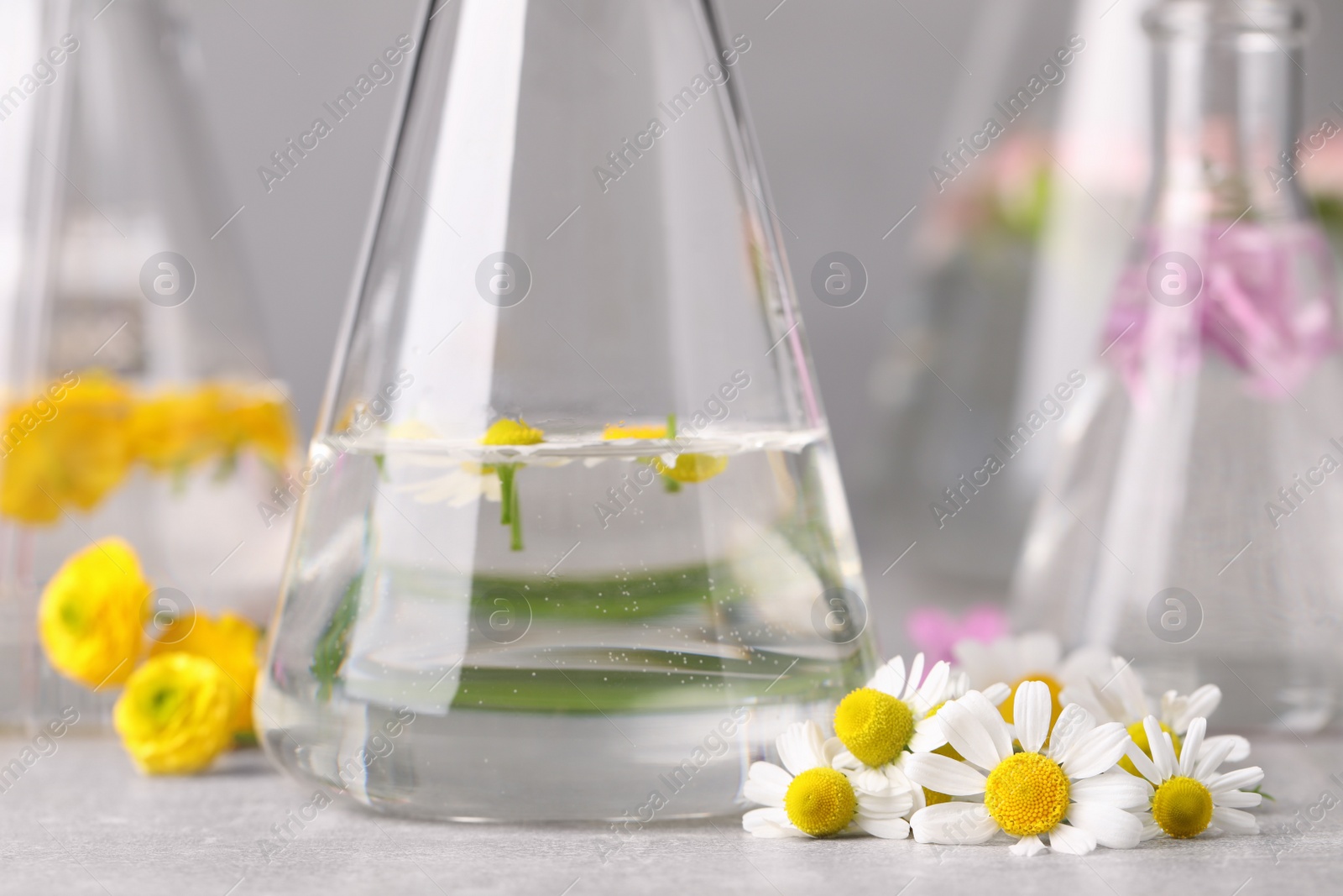 Photo of Flask with chamomile flowers on light table, closeup. Essential oil extraction