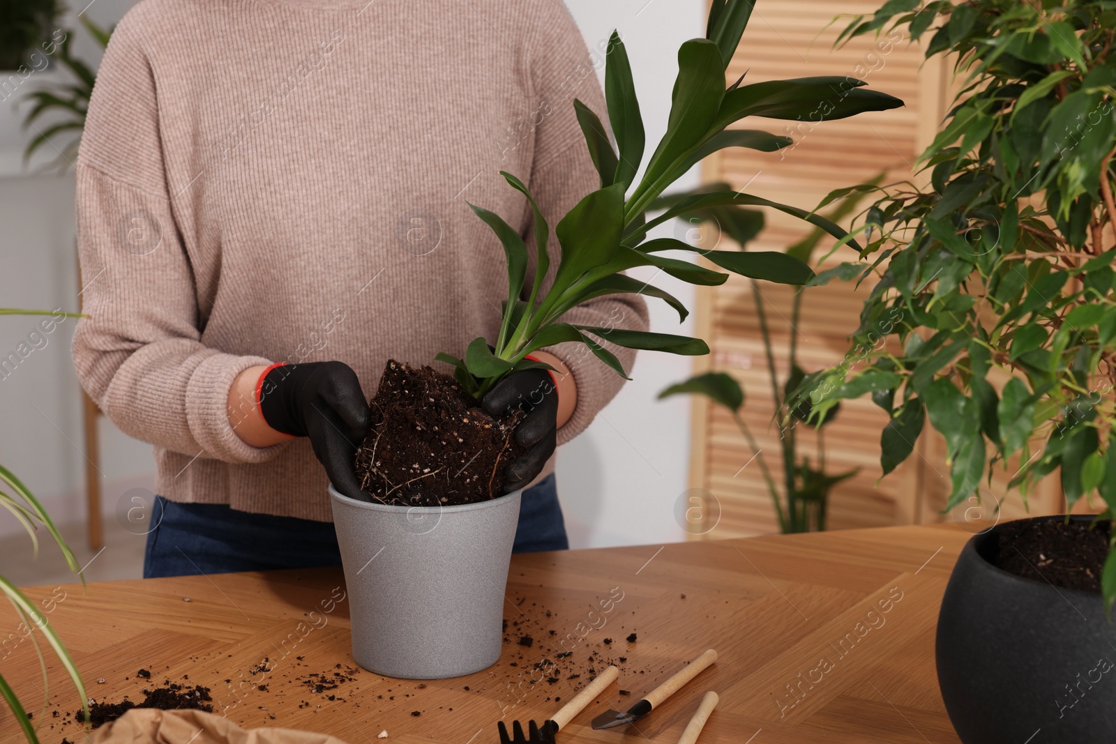 Photo of Woman in gloves transplanting houseplant into new pot at wooden table indoors, closeup