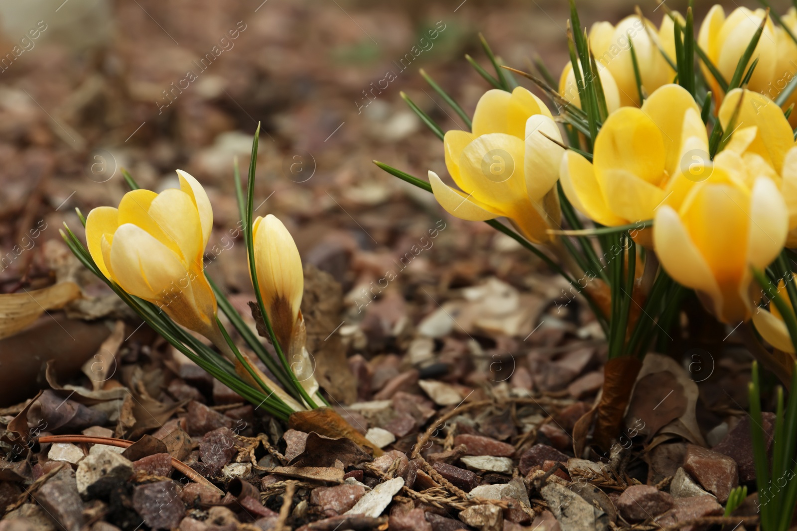 Photo of Beautiful yellow crocus flowers growing in garden