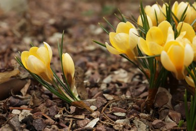 Beautiful yellow crocus flowers growing in garden