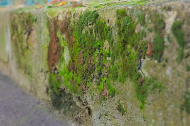 Photo of View of textured wall with green moss outdoors, closeup