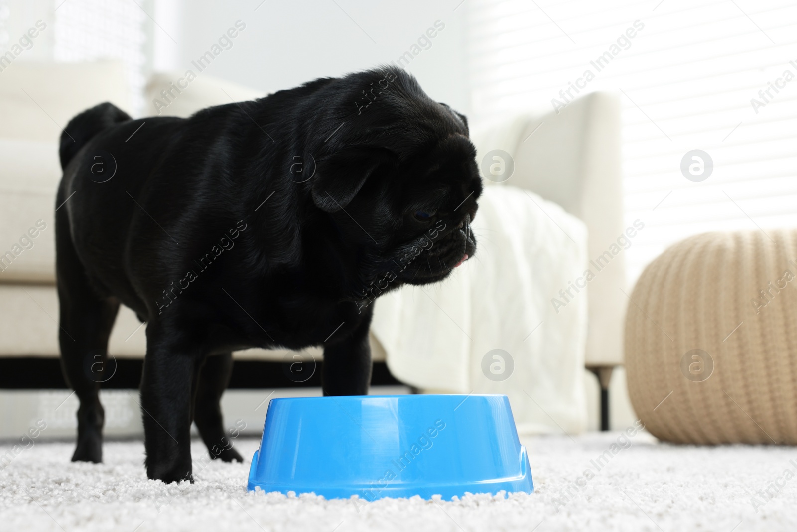 Photo of Cute Pug dog eating from plastic bowl in room, space for text