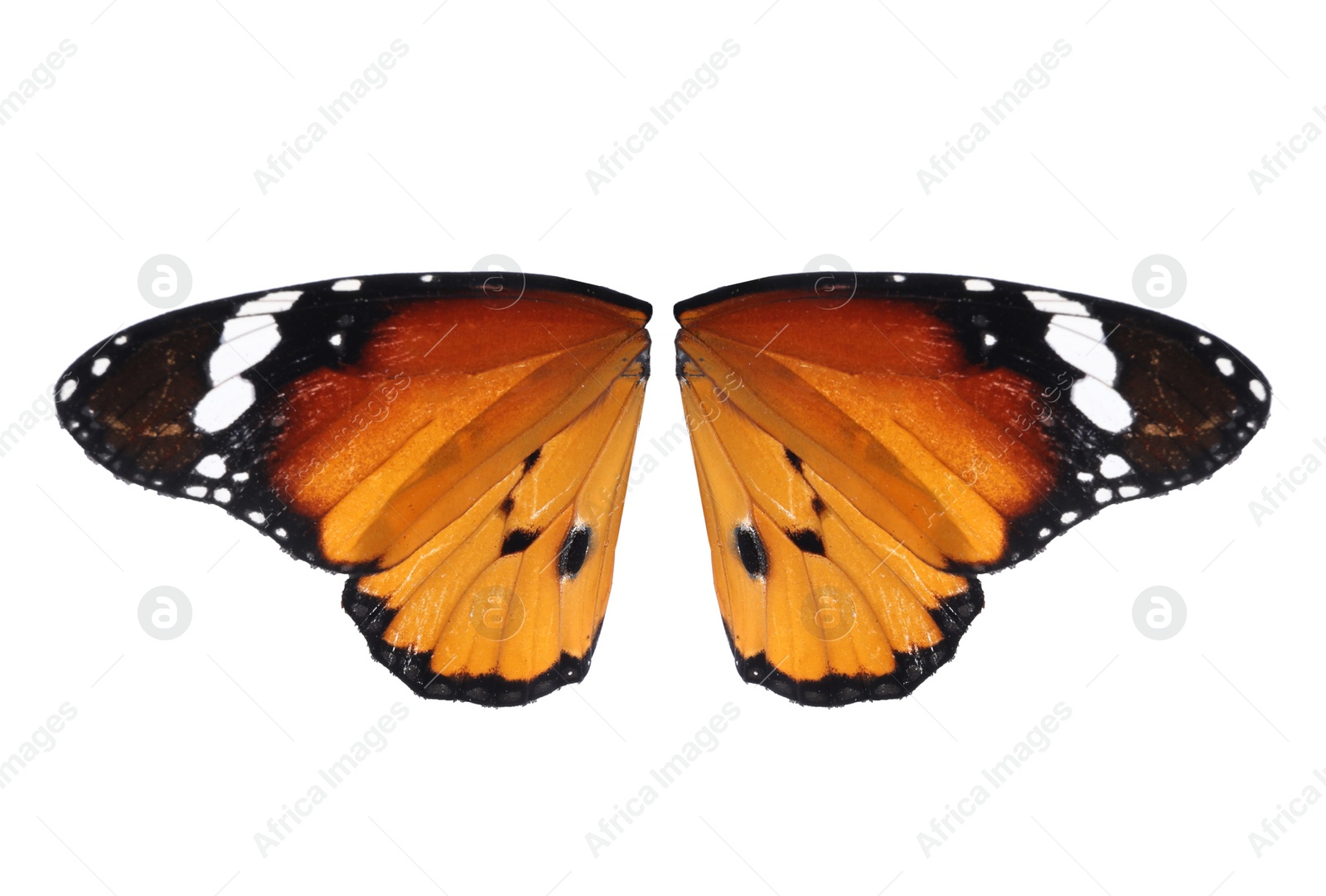 Image of Beautiful plain tiger butterfly wings on white background