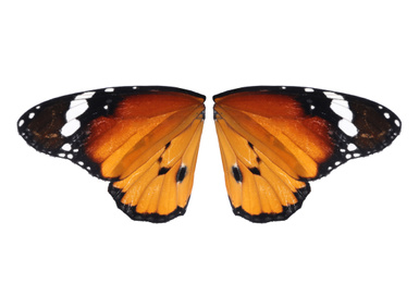 Beautiful plain tiger butterfly wings on white background