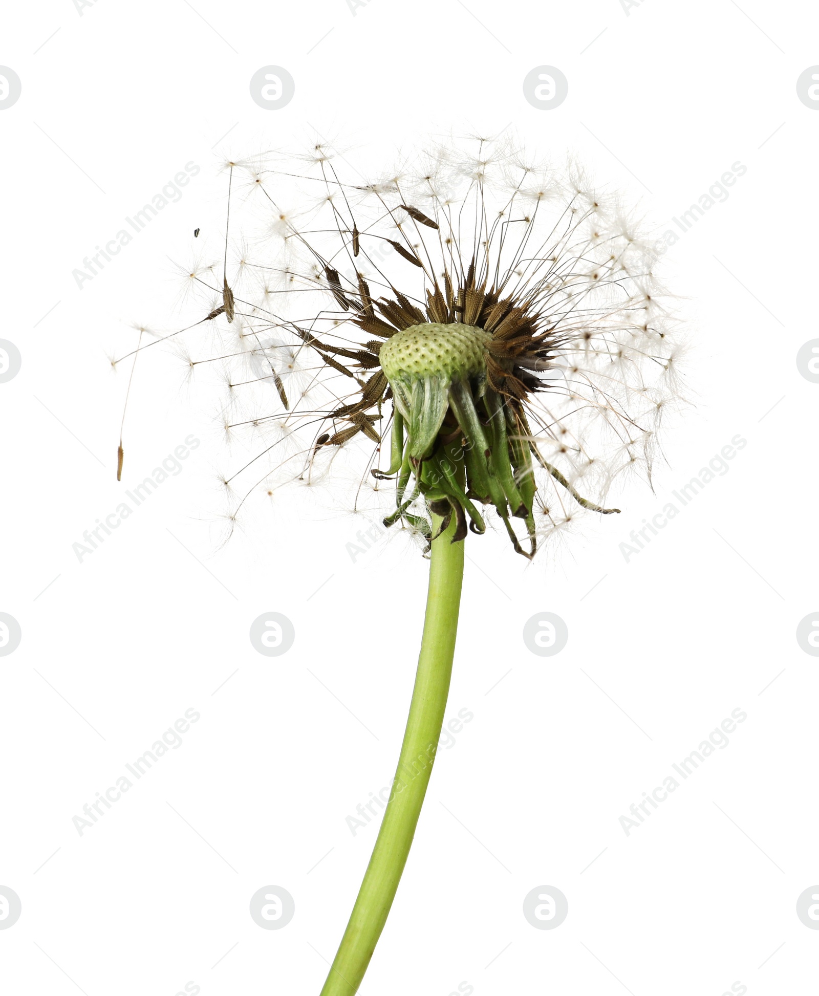 Photo of Beautiful puffy dandelion blowball on white background