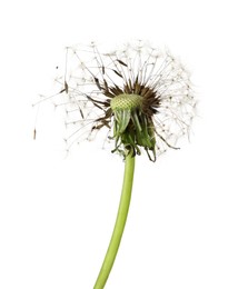 Photo of Beautiful puffy dandelion blowball on white background