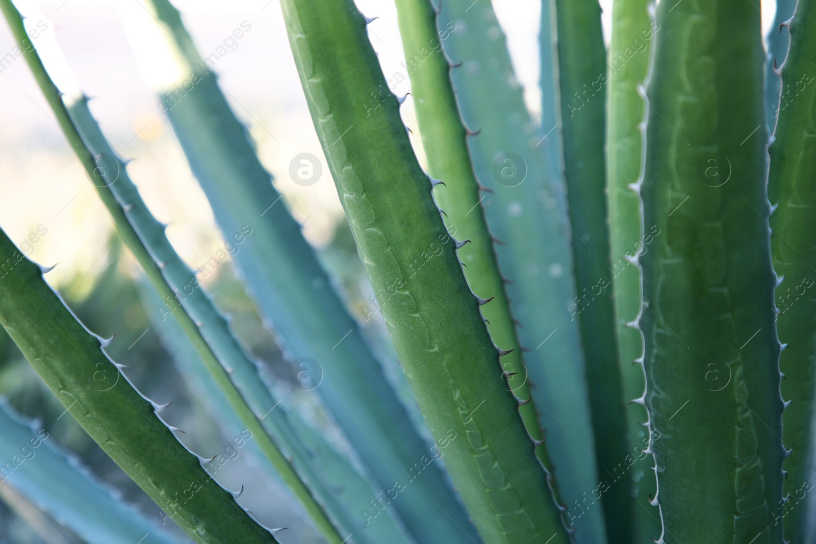 Photo of Closeup view of beautiful Agave leaves. Exotic plant