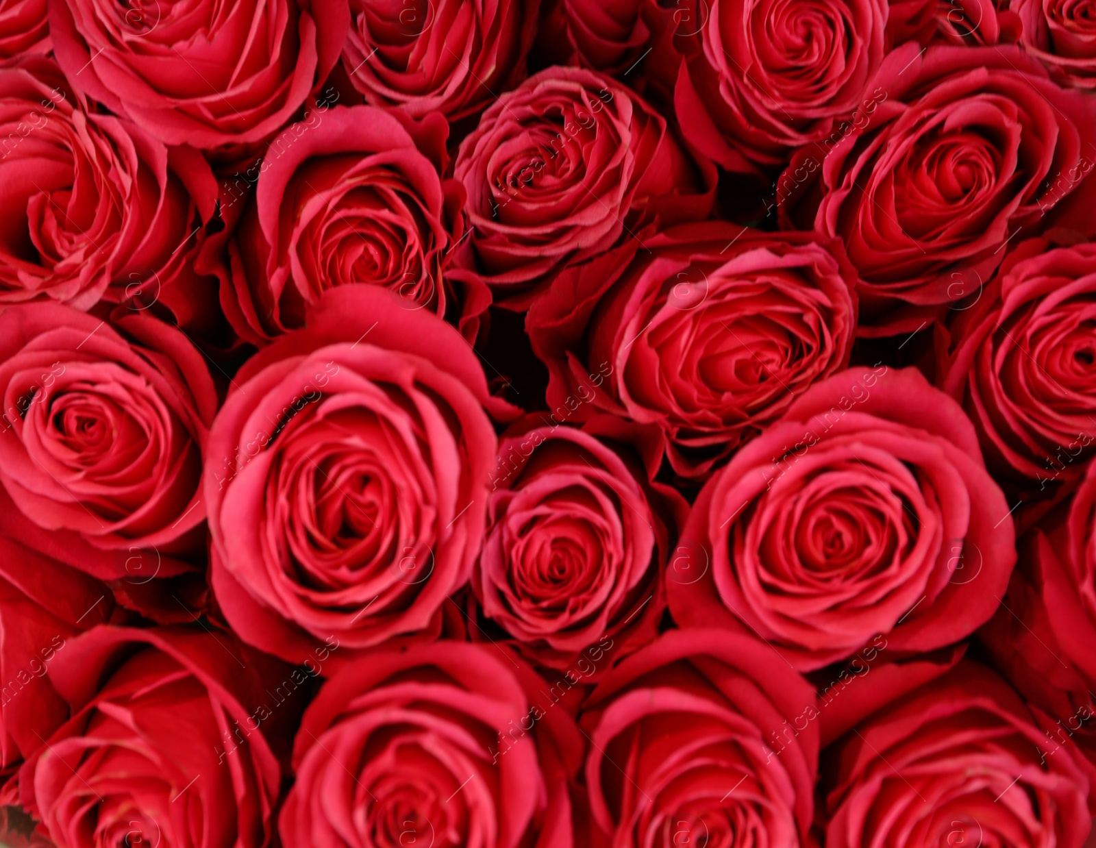 Photo of Beautiful bouquet of fresh roses, top view. Floral decor