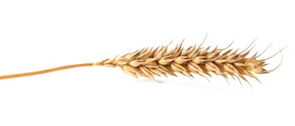 Dry ear of wheat isolated on white