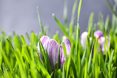Fresh green grass and crocus flowers with dew, closeup. Spring season