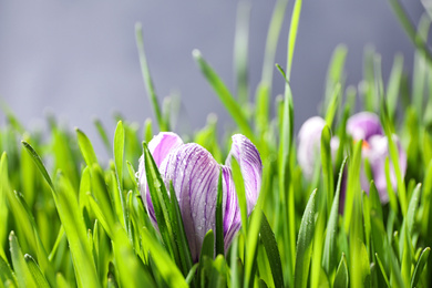 Photo of Fresh green grass and crocus flowers with dew, closeup. Spring season