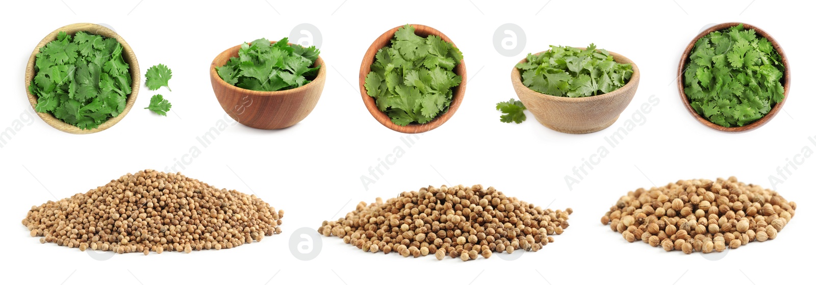 Image of Set with fresh green coriander leaves and dried seeds on white background. Banner design