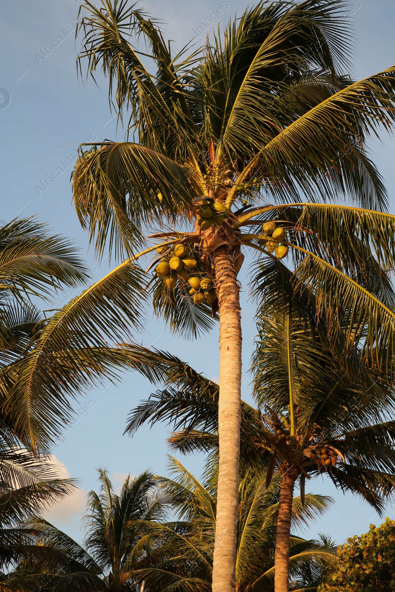 Photo of Beautiful palm trees with green leaves under clear blue sky, low angle view