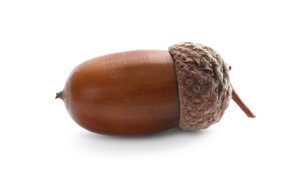 Photo of Beautiful brown acorn on white background. Oak nut