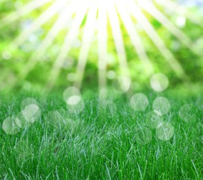 Image of Vibrant green grass outdoors on sunny day