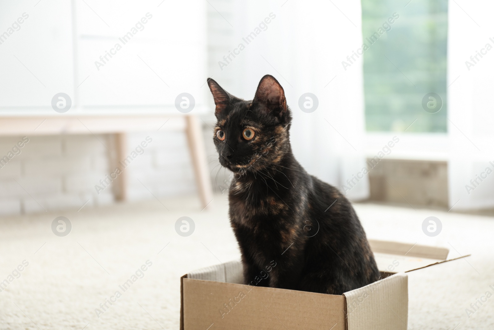 Photo of Cute black cat in cardboard box on floor at home