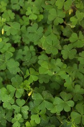 Beautiful clover leaves with water drops outdoors, top view. St. Patrick's Day symbol