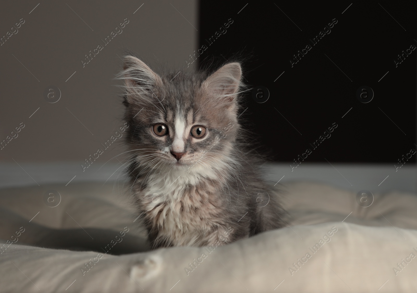Photo of Cute fluffy kitten on soft pillow indoors