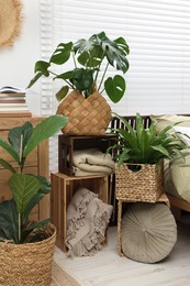 Different beautiful green houseplants in living room