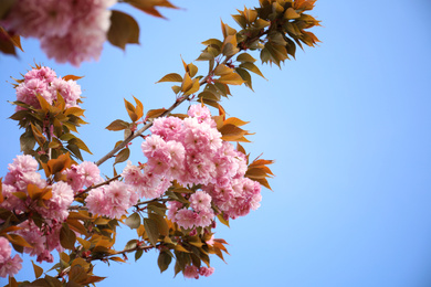 Photo of Closeup view of blossoming pink sakura tree outdoors