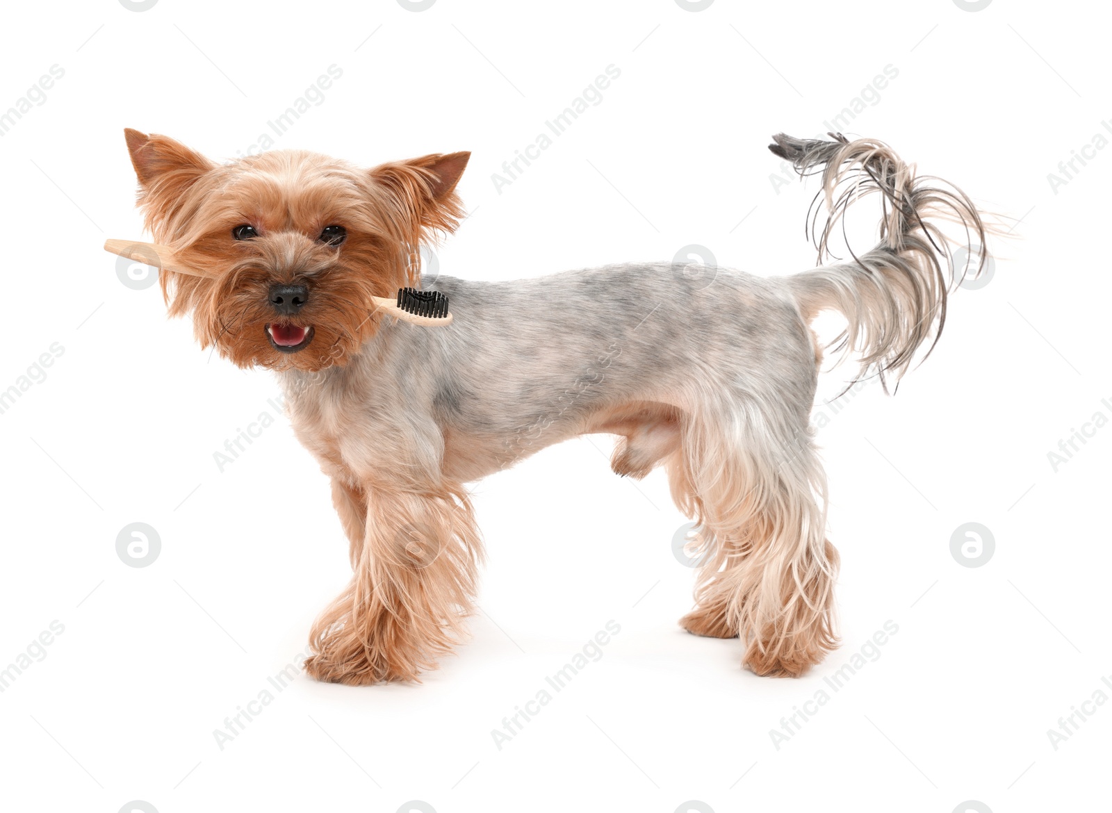 Photo of Cute Yorkshire Terrier with toothbrush on white background