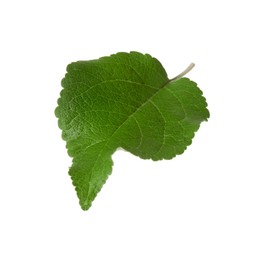 Photo of One fresh apple tree leaf isolated on white