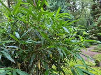 Photo of Beautiful green plant growing near pathway in park