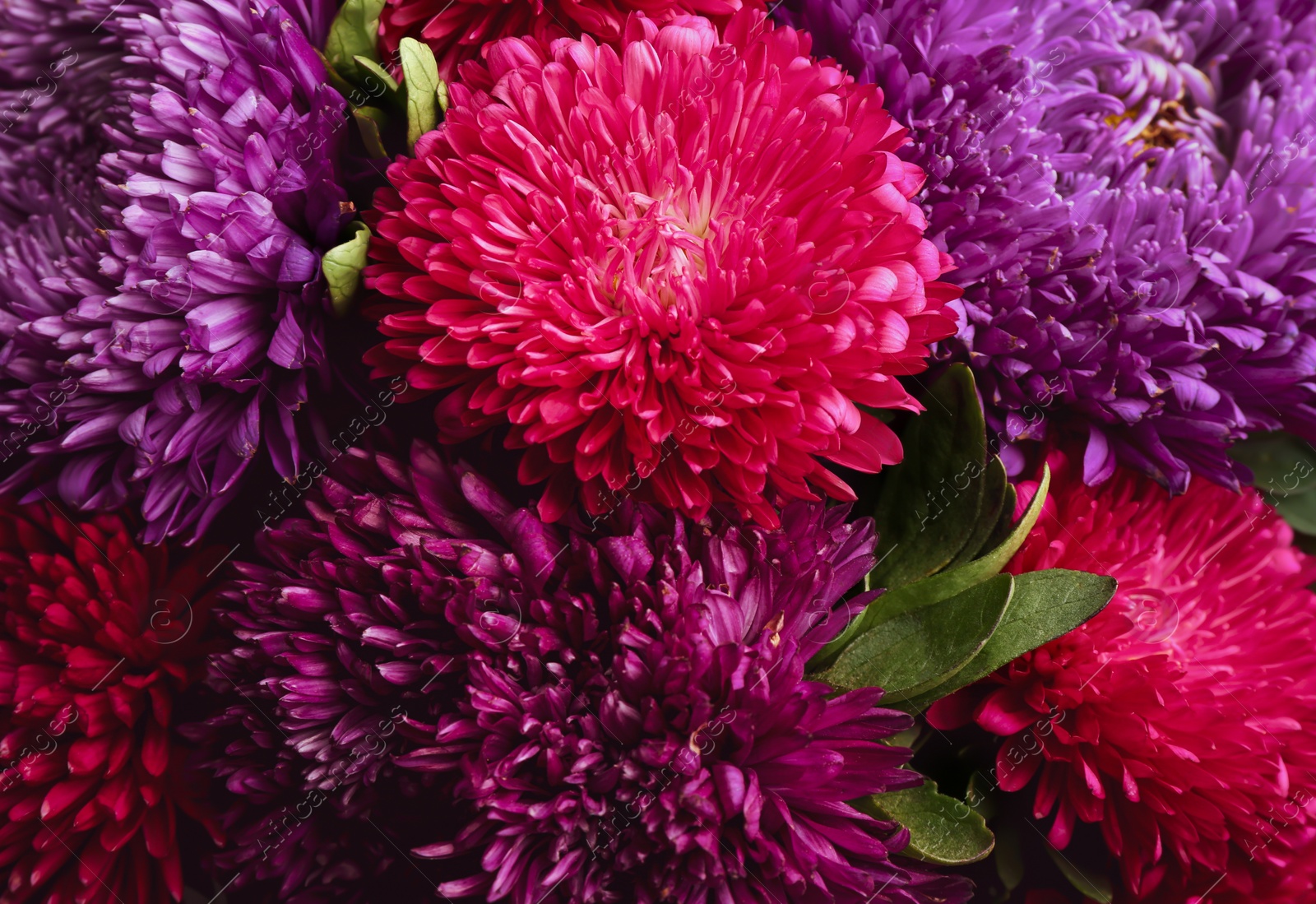 Photo of Beautiful fresh asters as background, closeup. Autumn flowers