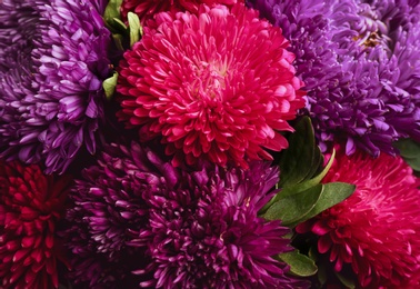 Photo of Beautiful fresh asters as background, closeup. Autumn flowers